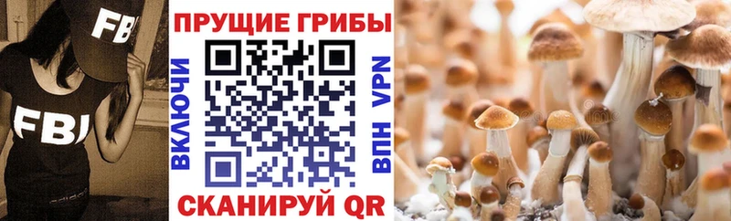 Псилоцибиновые грибы ЛСД  Бологое 
